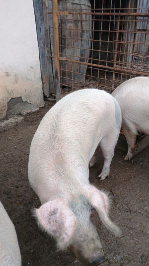 Vand porc  - imagine 3 Vand porc  - imagine 3