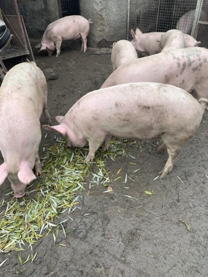 Vând porci de casa - imagine 5