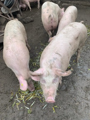 Vând porci de casa - imagine 4