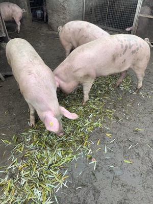 Vând porci de casa - imagine 2