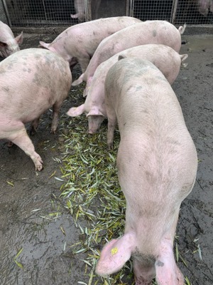 Vând porci de casa - imagine 3