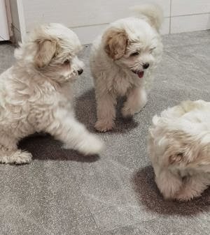 Bichon maltez mini  - imagine 2 Bichon maltez mini  - imagine 2