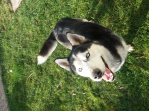 Husky caut partenera - imagine 2 Husky caut partenera - imagine 2