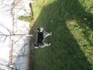 Husky caut partenera