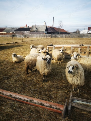 De vânzare 35 oi bune - imagine 2