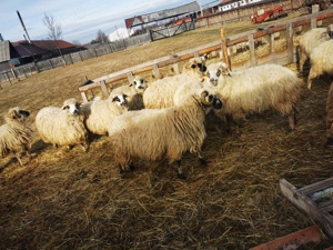 De vânzare 35 oi bune - imagine 3