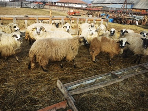 De vânzare 35 oi bune - imagine 5
