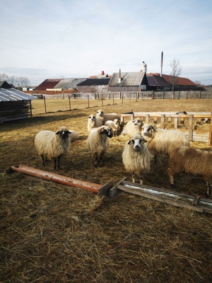 De vânzare 35 oi bune - imagine 4