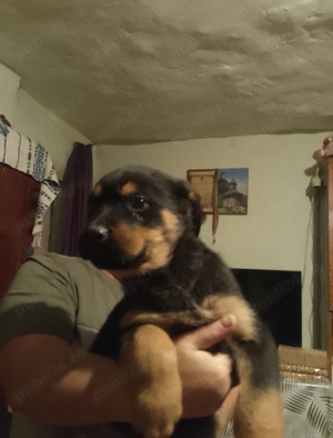 vand rottweiler pui