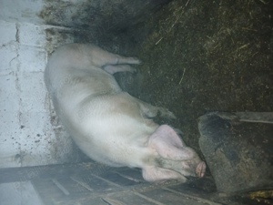 vând porc petran crescut bio în gospodărie. 