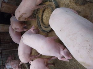 Asigur transport, vand porci de tara