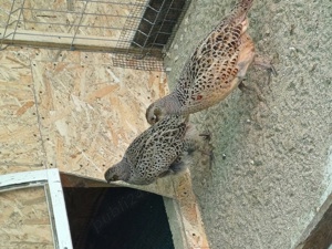 Fazani comuni tineret 