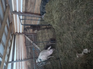 Vând porci crescuți natural  - imagine 5