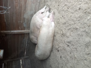 Vând porci crescuți natural  - imagine 2