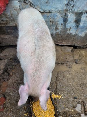 Carcasă de porc  - imagine 2