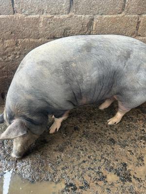 vand porci s-au schimb cu grebla tip soare si cositoare rotativa tractor - imagine 2