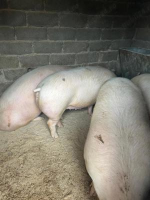 vand porci s-au schimb cu grebla tip soare si cositoare rotativa tractor - imagine 3