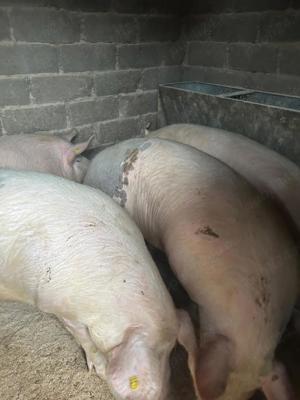 vand porci s-au schimb cu grebla tip soare si cositoare rotativa tractor