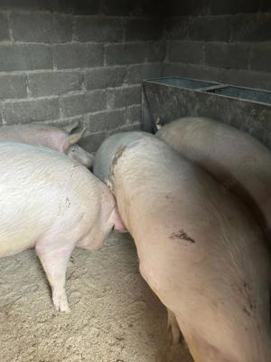 vand porci s-au schimb cu grebla tip soare si cositoare rotativa tractor - imagine 4