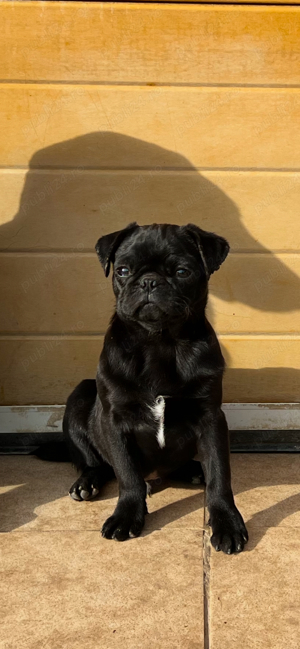 Mascul pug,mops superb!