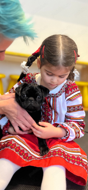 Mascul pug,mops superb! - imagine 3