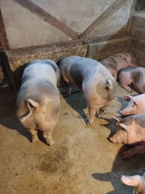 Porci de vanzare - imagine 5