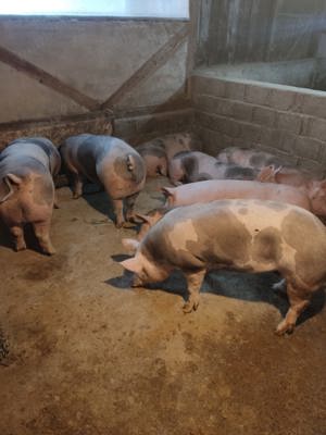 Porci de vanzare - imagine 4