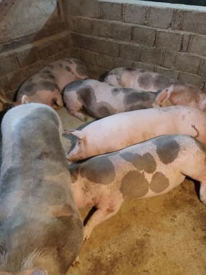 Porci de vanzare - imagine 2