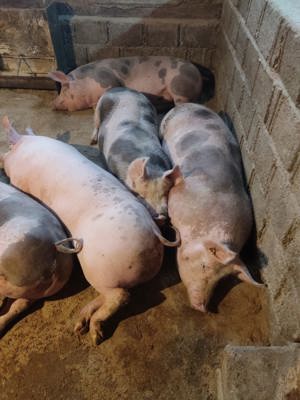 Porci de vanzare - imagine 3