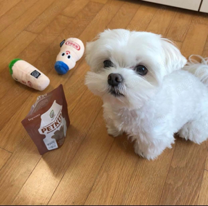 bichon maltez alb pufos