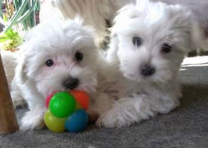 bichon maltez alb minii toy