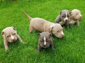 American Bully 