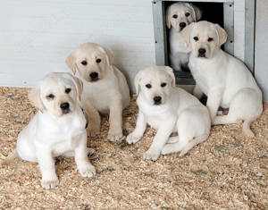 Labrador retriever