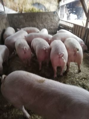 Porci grași de vânzare.                                                                              - imagine 5