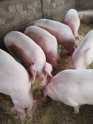 Porci grași de vânzare.                                                                              - imagine 3