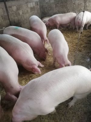 Porci grași de vânzare.                                                                              - imagine 2