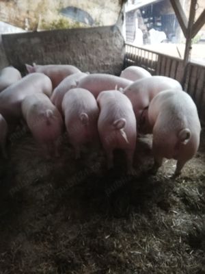 Porci grași de vânzare.                                                                              - imagine 4