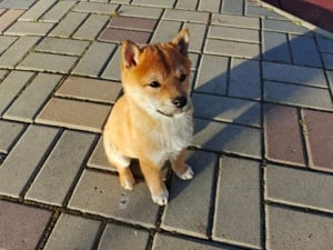 Shiba Inu 