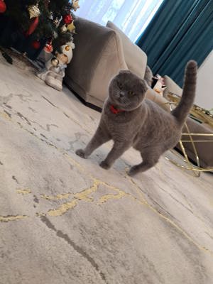 motan scotish fold  - imagine 2