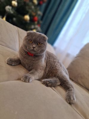 Motan scotish fold blue