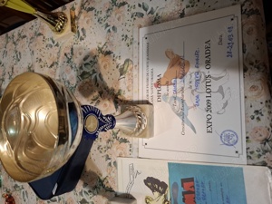 Porumbei trippler englez - imagine 2 Porumbei trippler englez - imagine 2