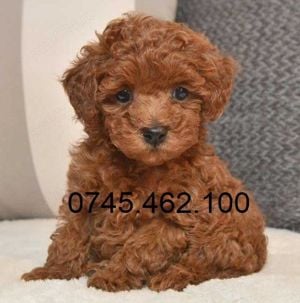 Catei Pudel Caniche Pitic- Poodle Toy roscat de vanzare, genetic pur, livrare, carnet de sanatate