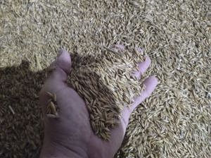 De vanzare ovaz productie 2024