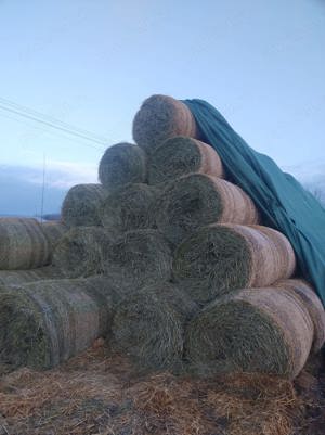 De vanzare baloti de lucerna productie 2025 - imagine 2