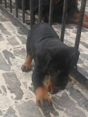 Vând Doberman - imagine 4 Vând Doberman - imagine 4