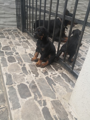 Vând Doberman - imagine 3 Vând Doberman - imagine 3