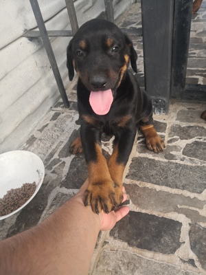 Vând Doberman - imagine 2 Vând Doberman - imagine 2