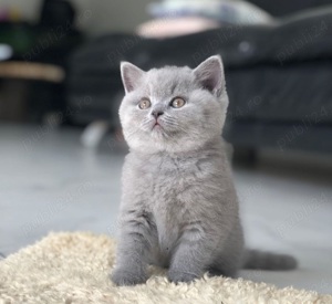 British Shorthair Blue. Cel mai frumos cadou pentru cei dragi! - imagine 5 British Shorthair Blue. Cel mai frumos cadou pentru cei dragi! - imagine 5