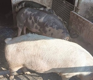 Porci de vanzare  - imagine 3