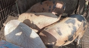 Porci de vanzare  - imagine 2